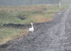 Snow Goose (92)