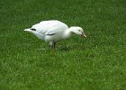 Snow Goose (95)