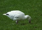 Snow Goose (96)