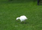 Snow Goose (98)