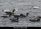 001 - 11 Ross's Goose