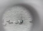 Ross's Goose (12)