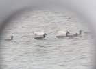 Ross's Goose (15)