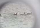 Ross's Goose (16)
