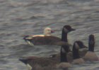 Ross's Goose (2)