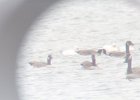 Ross's Goose (27)