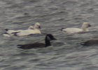 Ross's Goose (4)