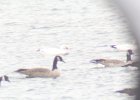 Ross's Goose (48)