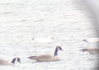 Ross's Goose (49)