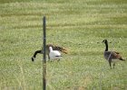 Ross's Goose (52)
