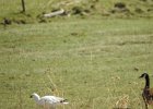 Ross's Goose (55)