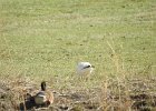 Ross's Goose (56)