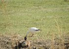 Ross's Goose (57)
