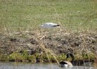 Ross's Goose (58)