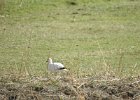 Ross's Goose (59)