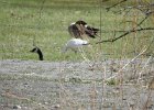 Ross's Goose (63)