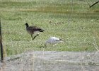 Ross's Goose (66)