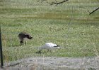 Ross's Goose (67)