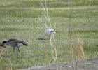 Ross's Goose (72)