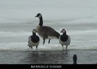 001 - 13 Barnacle Goose