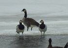 Barnacle Goose (1)