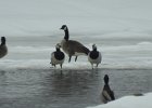 Barnacle Goose (2)
