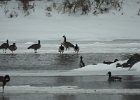 Barnacle Goose (4)