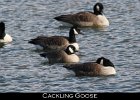 001 - 14 Cackling Goose