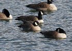 Cackling Goose (1)