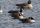 Cackling Goose (2)