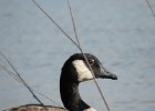 Cackling Goose (24)