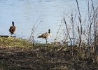 Cackling Goose (25)