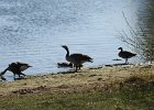 Cackling Goose (26)