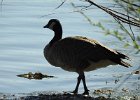 Cackling Goose (27)