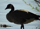 Cackling Goose (28)