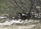 Cackling Goose (29)