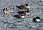 Cackling Goose (3)