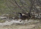 Cackling Goose (30)