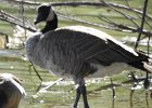 Cackling Goose (31)