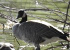 Cackling Goose (32)