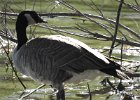 Cackling Goose (34)