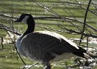 Cackling Goose (35)