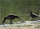 Cackling Goose (36)