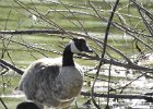 Cackling Goose (37)