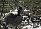 Cackling Goose (38)