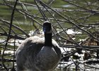 Cackling Goose (39)