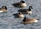 Cackling Goose (4)