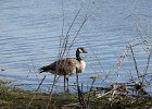 Cackling Goose (40)