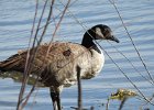 Cackling Goose (41)