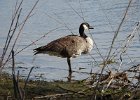Cackling Goose (43)
